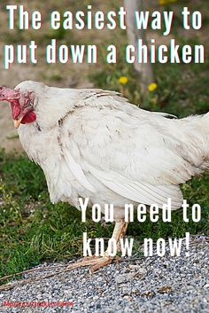 Sick chicken How To Trim Chickens Nails, Chicken Funny Humor Pictures, Chicken Outside Ideas, How To Humanely Kill A Chicken, How To Keep Chicken Run Clean, How To Catch A Chicken, How To Pluck A Chicken, All Things Chickens, All About Chickens