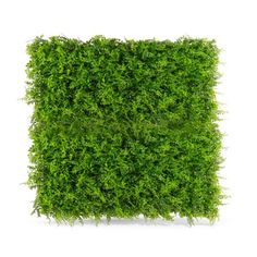 a square shaped boxwood hedge on a white background