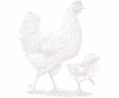 a drawing of two chickens standing next to each other