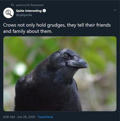 a black bird sitting on top of a tree branch