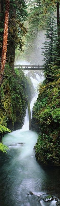 a river running through a lush green forest