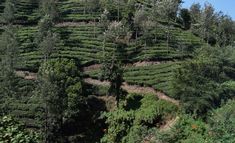 a hill covered in tea bushes and trees