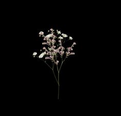 small pink and white flowers against a black background