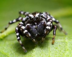 a black and white spider sitting on top of a green leaf