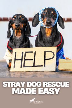 Stray Dog Rescue Made Easy Stray Dog, Make It Simple, Dogs