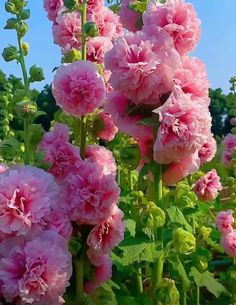 pink flowers blooming in the middle of a field with green leaves and blue sky