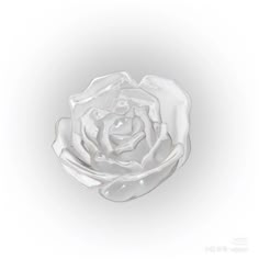 a white rose sitting on top of a table