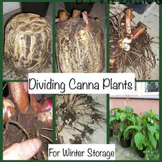 several pictures of various plants and roots in the ground with words dividing canada plants for winter storage