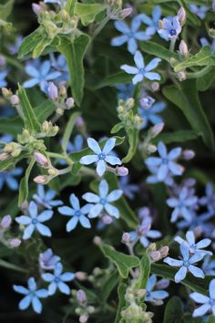 small blue flowers with green leaves in the background