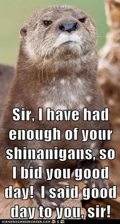 an otter with the caption sir i have had enough of your shinalligans so i bid you good day, i said good day to you, sir