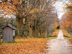 a dirt road surrounded by trees with leaves on the ground and an outhouse next to it