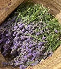 lavender flowers in a basket on the ground