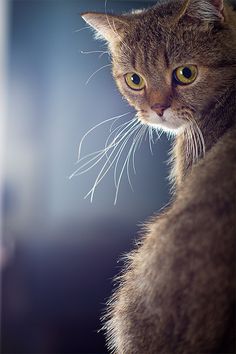 a close up of a cat looking at the camera