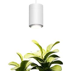 a potted plant with green leaves under a white light hanging from a ceiling fixture