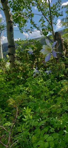 some very pretty flowers in the woods