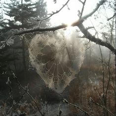 a spider web hanging from a tree branch in front of a forest with sun shining through the fog