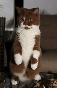 a brown and white cat sitting on top of a table