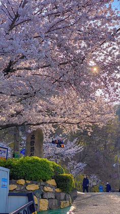 cherry blossoms are blooming on the trees in this park