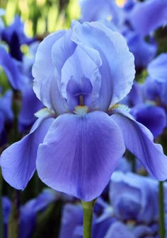 a blue flower is in the middle of some purple flowers