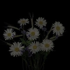 a bunch of daisies in a vase on a black background, with the stems still attached