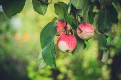 two apples hanging from a tree with green leaves