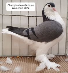 a pigeon sitting on top of a cage next to feathers