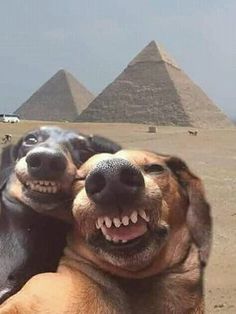 two dogs with their heads on each other in front of the pyramids and one dog has its mouth open