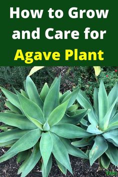 Agave Plant Agave Around Pool, Planting Agave Plants, How To Propagate Agave Plant, Blue Agave Plant Landscape Design, Foxtail Agave In Pot, Agave Plant Landscaping Front Yards, Agave Garden Design, Agave Plant Landscaping, Transplant Succulents