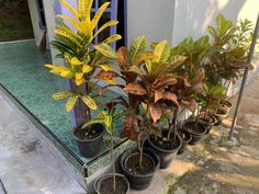 there are many potted plants on the window sill in front of the house