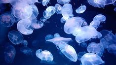 many jellyfish are swimming in the water