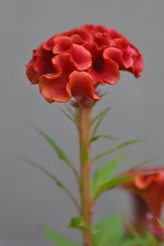 a red flower with green leaves in front of a gray background