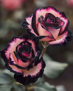 two black and pink roses with green leaves