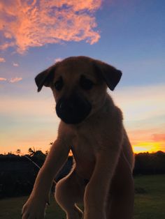 a dog standing on its hind legs in front of the sun with it's paws up