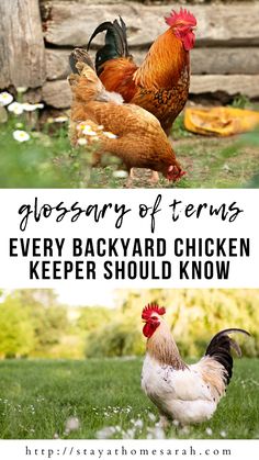 two chickens standing in the grass with text that reads glossary of items every backyard chicken keeper should know