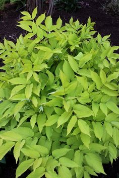 a close up of a plant with green leaves