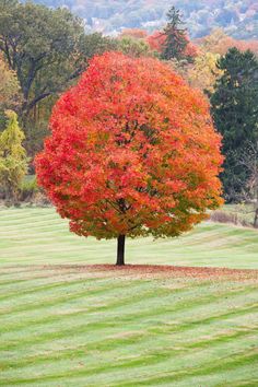 a tree with red leaves in the middle of a green field surrounded by trees and grass