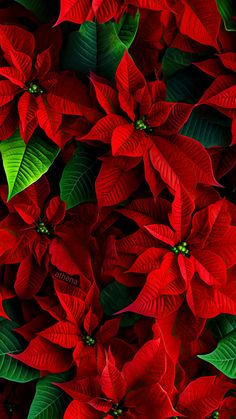 red poinsettia flowers with green leaves in the foreground and dark background