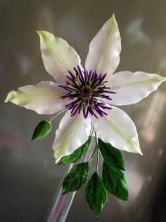 a white and purple flower with green leaves in a glass vase on a table top