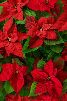 red poinsettia flowers with green leaves in the background