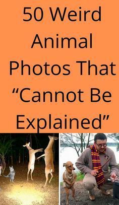 there are pictures of animals that can not be explained in this book, and the caption reads 50 weird animal photos that cannot be explanation