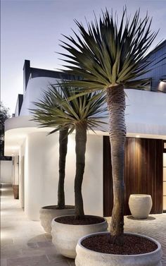 two palm trees in large white planters next to a building