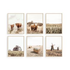 four pictures of cows in a wheat field