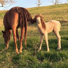 two horses are standing in the grass near each other