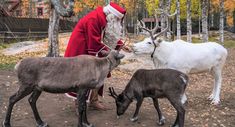 a man dressed as santa claus feeding reindeers in an enclosure with trees and leaves