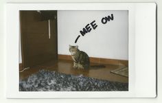 a cat sitting on the floor in front of a wall with words written on it