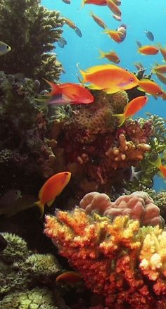 a large group of fish swimming over a coral reef