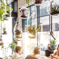 people sitting at a table with plants hanging from the ceiling and glass vases in front of them