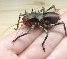 a close up of a person's hand holding a small insect with spikes on it