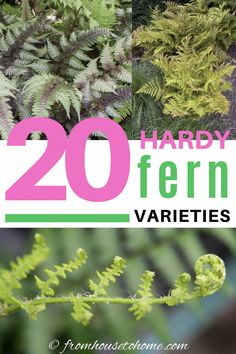 several different types of plants with text overlay that reads, 20 hard - fern varieties