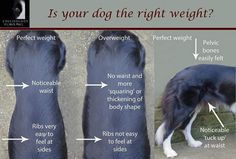 a black and white dog standing next to a wall with the words, is your dog the right weight?